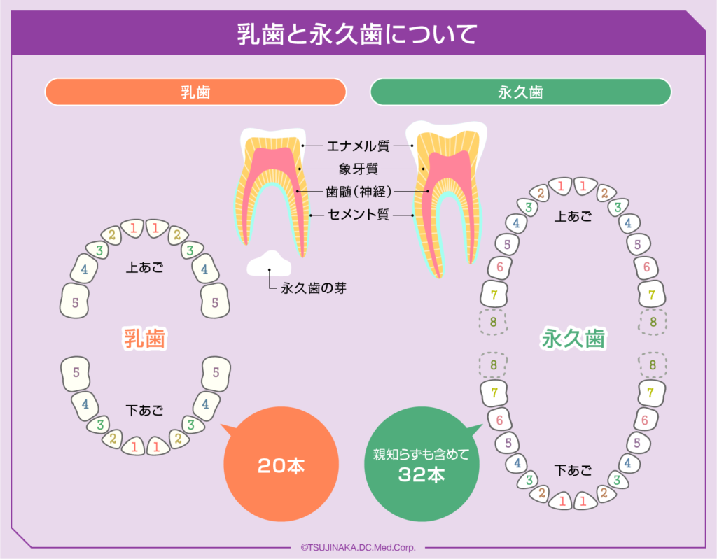 乳歯と永久歯について歯科衛生士が解説