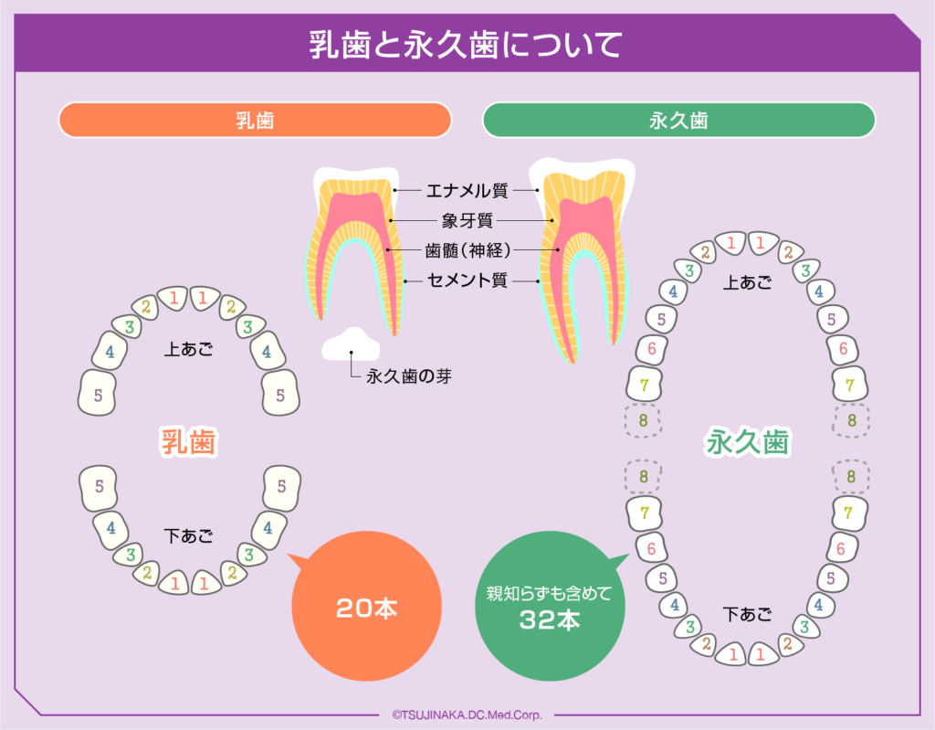 乳歯と永久歯について