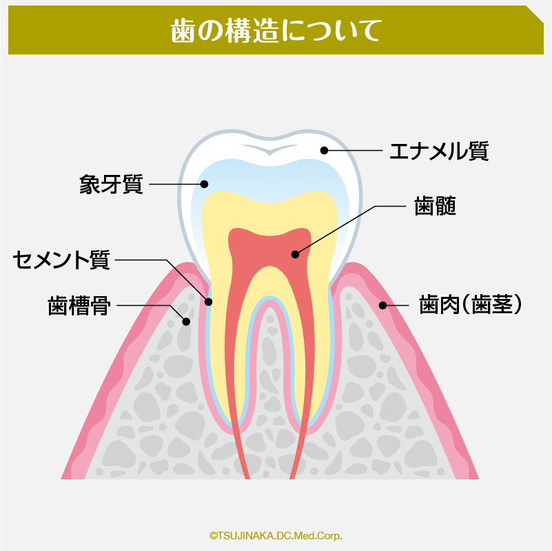 歯の構造について