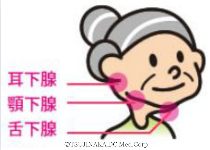 Salivary glands