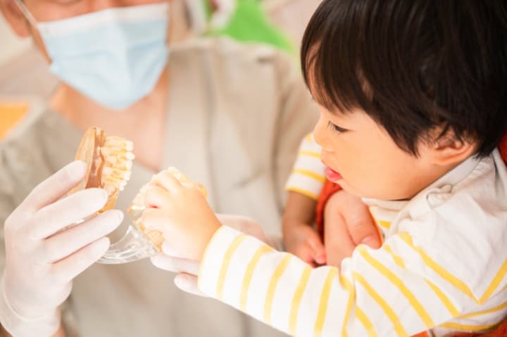 子どもの歯科検診の流れを説明する歯科医師と歯の模型に興味を示す子ども